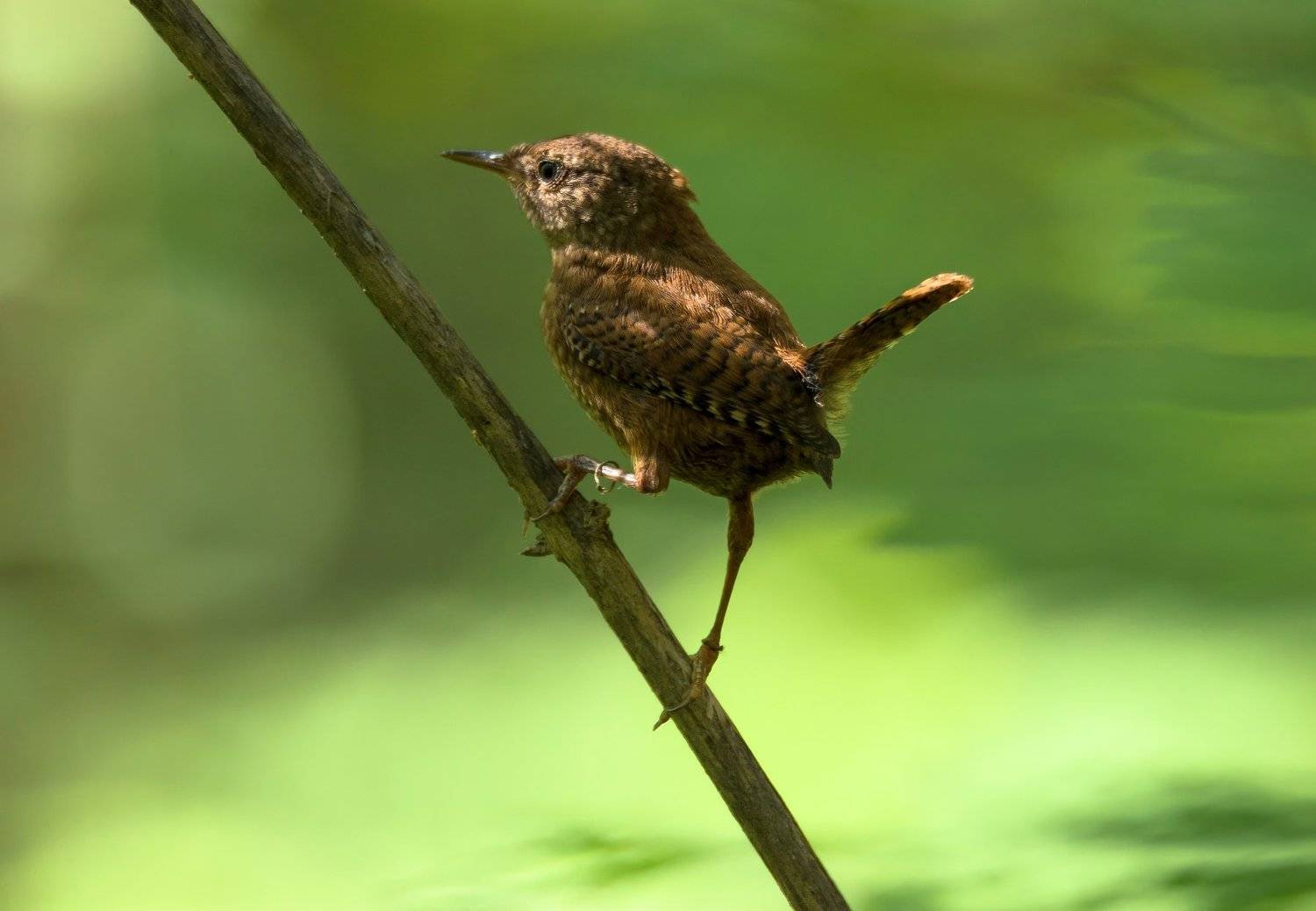 troglodytes troglodytes, амазонка, зелёный, карелия, крапивник, лес, лето, птица, сень, хвост пистолетом, Ксения Соварцева