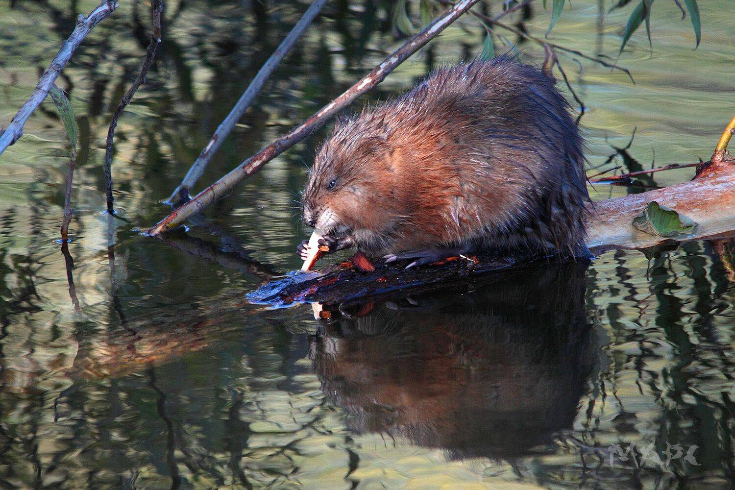 , Шангареев Марс