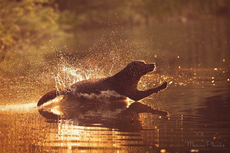 Портфолио фото превью