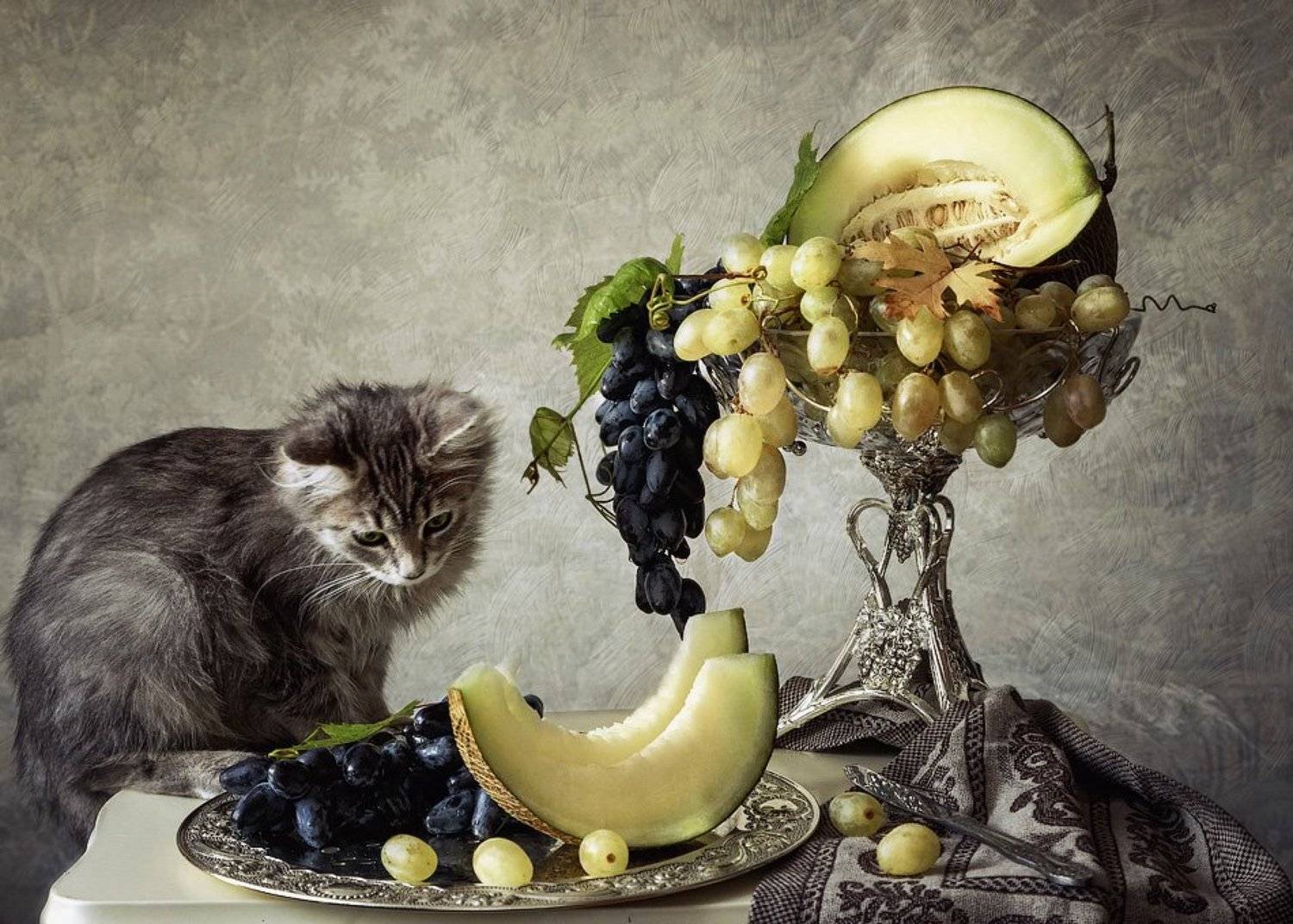 фото, котенок, фруктовый натюрморт, Ирина Приходько