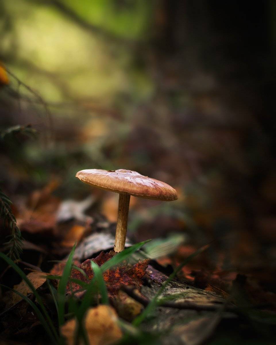 Анна чернякова, Гриб, Лес, Макро, Макромир, Макросъемка, Осень, Чернякова Анна