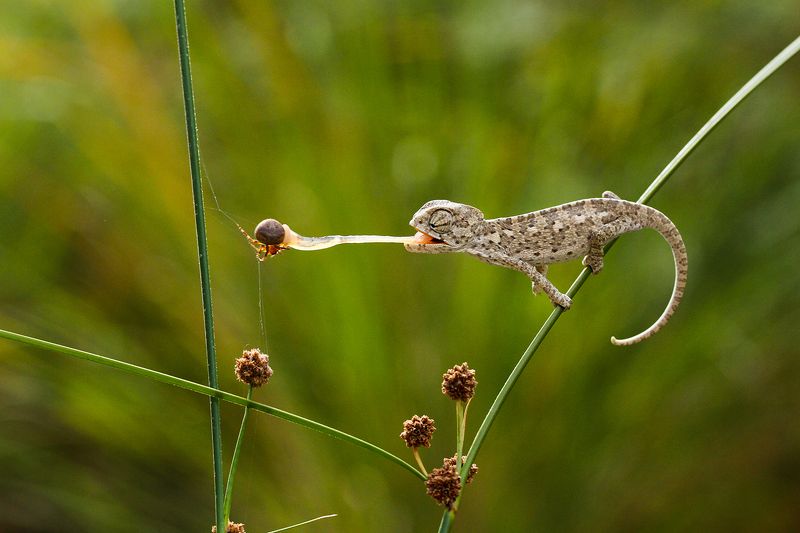 canon,nature,animals,spider,hunter,chameleon mini dinosaur фото превью