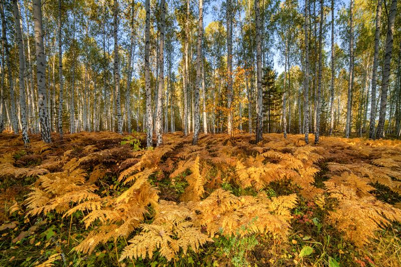Золотые ковры фото превью