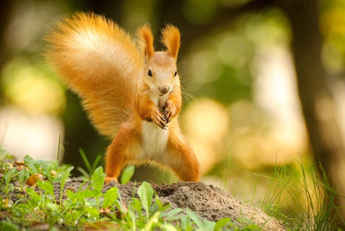 животные, белка, заготовка, осень, нос, Шруб (Беляева) Татьяна