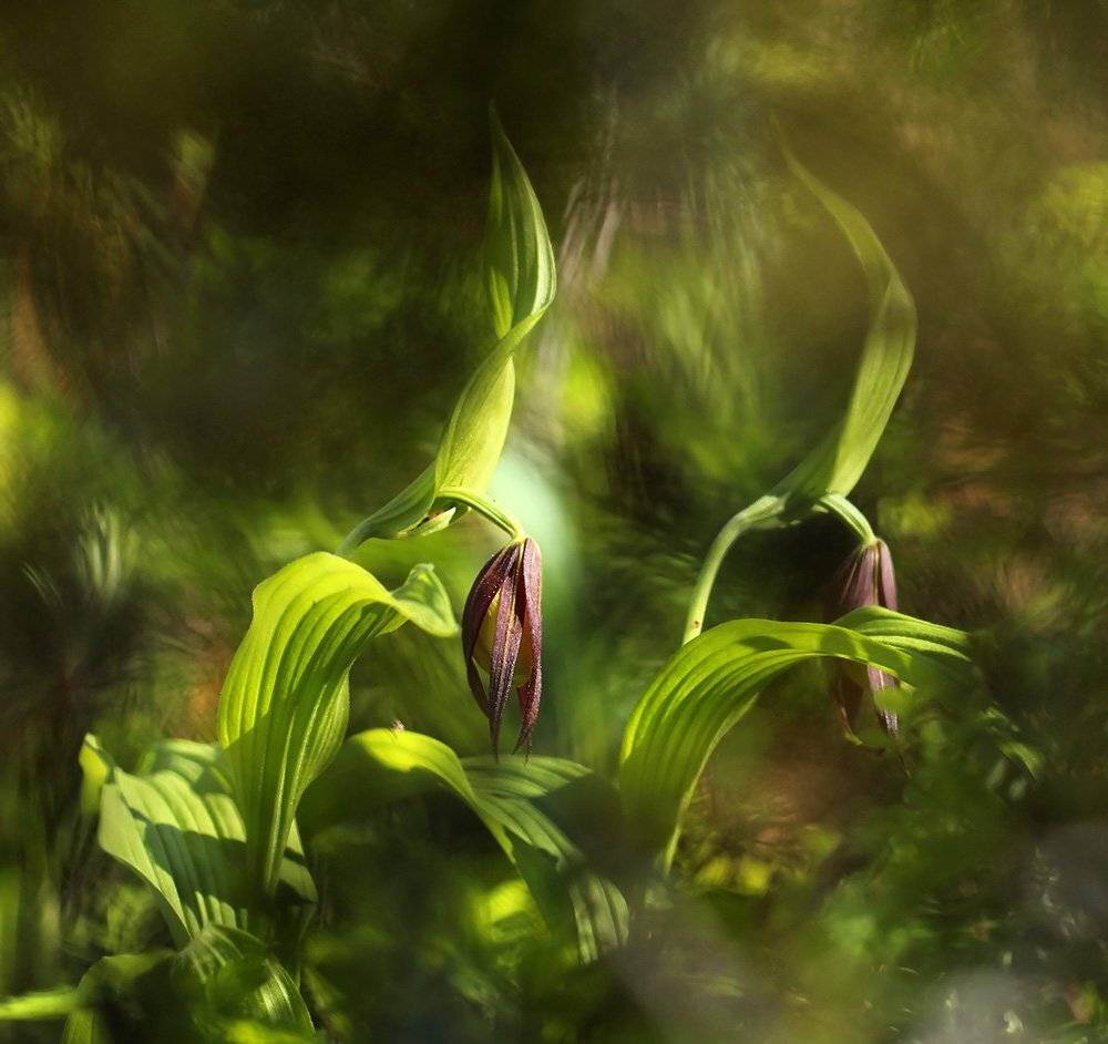 , Иваненко Светлана