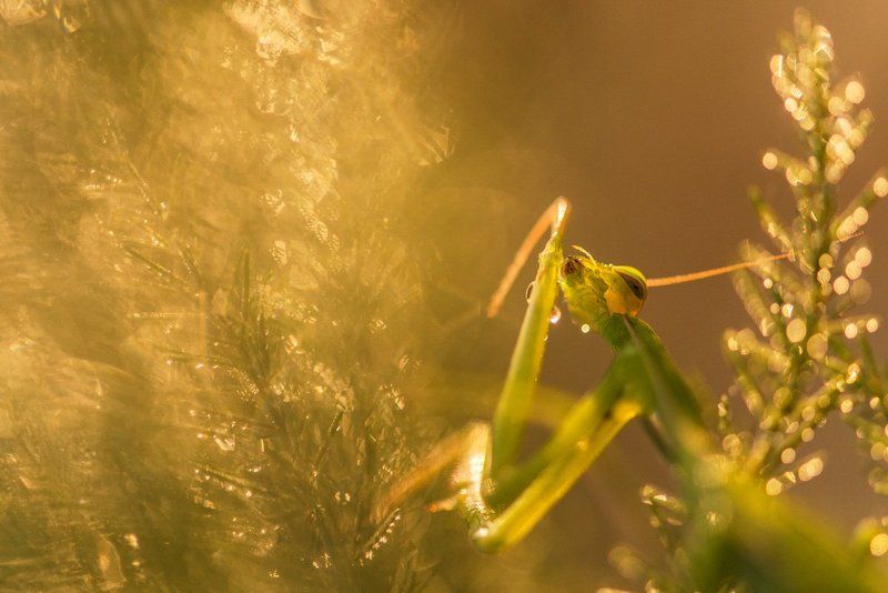 Утренняя гигиена фото превью