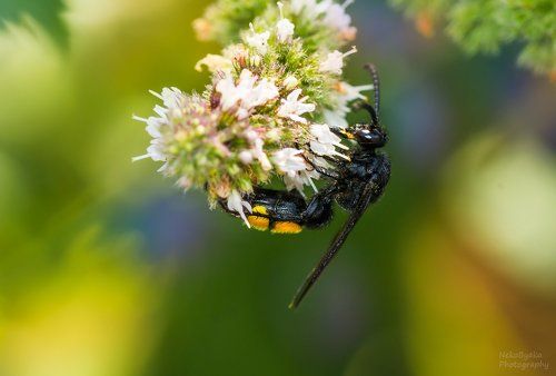 Сколия волосатая
