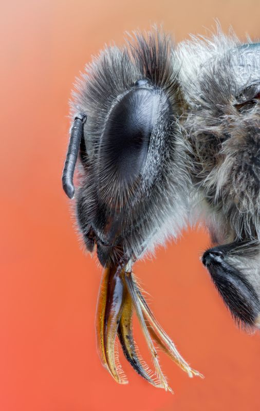 bee macro wild insect BEE 2 фото превью