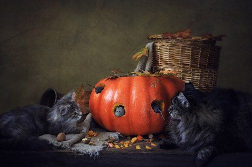 Кошки-мышки