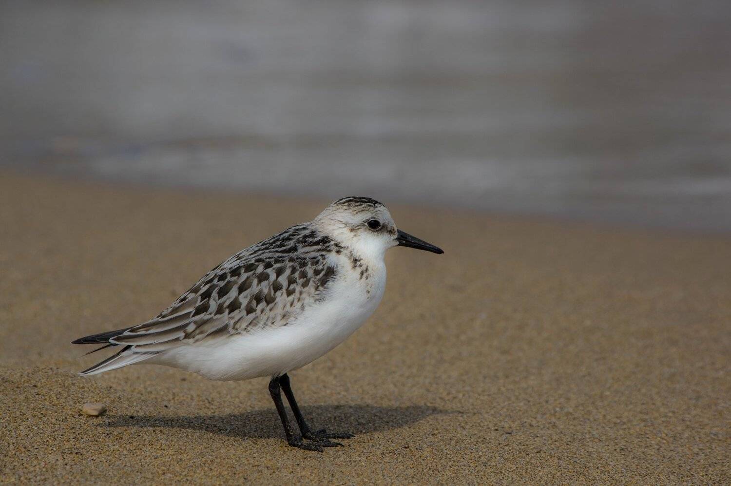 Animals, Birds, Jacek