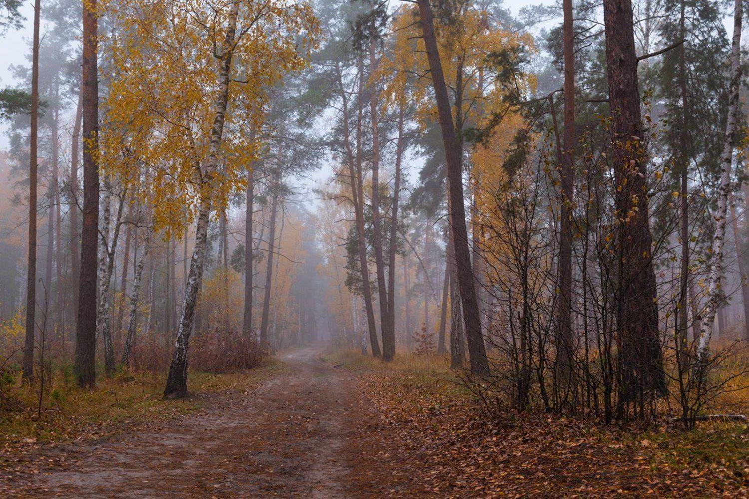 , Галанзовская Оксана