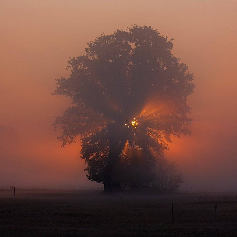 , Pawel Plucinski