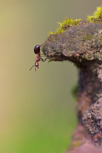 Путешествие Муравьишки