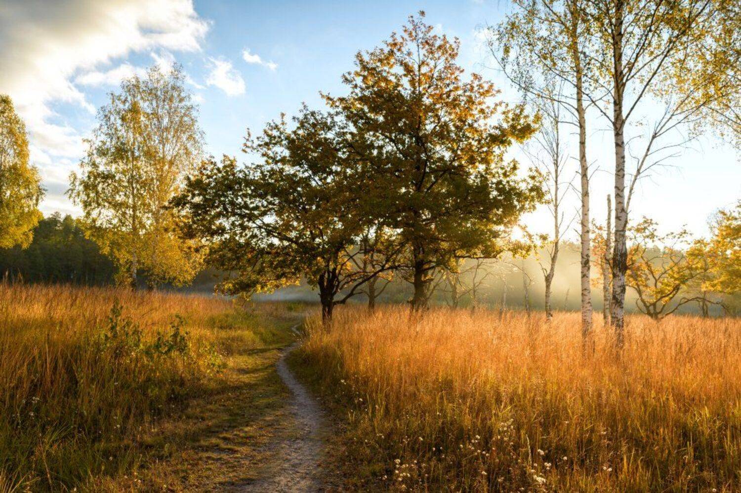 Autumn forest, Autumn landscape, Березы, Лес, Небо, Осенний пейзаж, Осень, Пейзаж, Природа, Рассвет, Россия, Тропинка, Туман, Утро, Юлия Лаптева