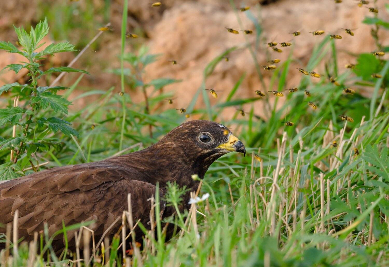 600 мм, 600 мм sigma 150-600 sportsжурав, 600 мм, sigma 150-600 sports, жу, sigma 150-600 sports, вечер, журавлиная родина, осень, осоед, осы, поле, птица, рой ос, сентябрь, трава, Ксения Соварцева