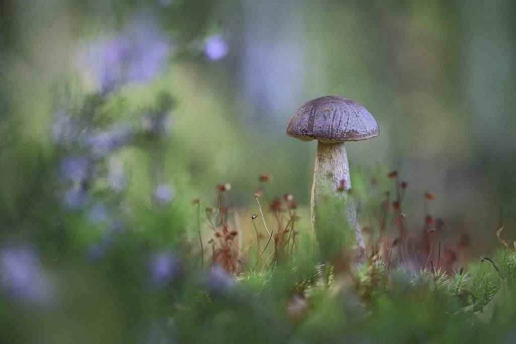 гриб,подберезовики,коричневый, молодое,растение, макро, трава, мох, почвы, зеленые, желтые, листья, ветки, осень,лес, пейзаж, природа,разноцветные,торфяно-болотные,иглы, продукты питания, семена,, Виктор