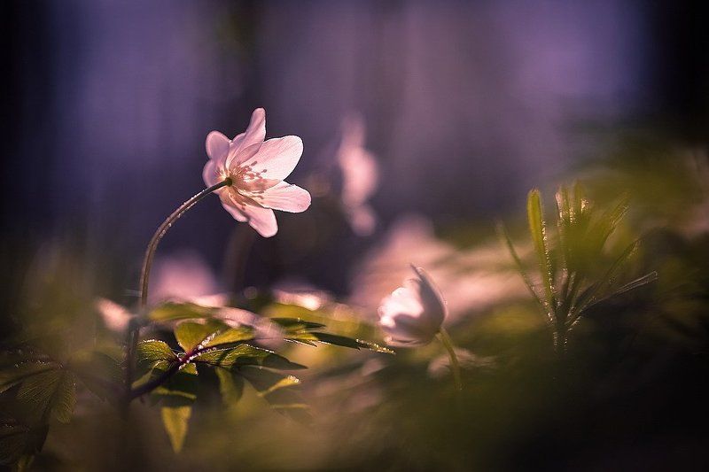 Ах как хочется вернуться... фото превью