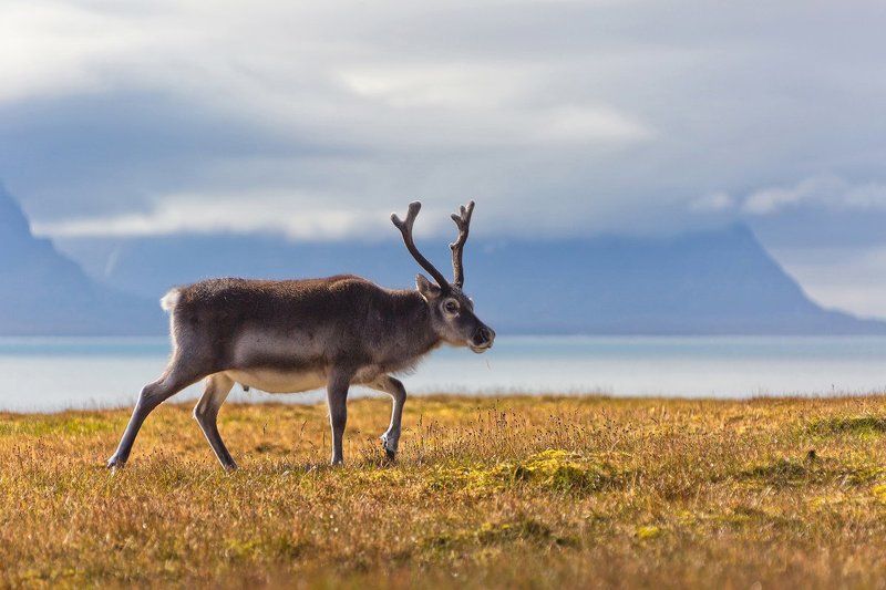 шпицберген, олень, север Северный олень фото превью