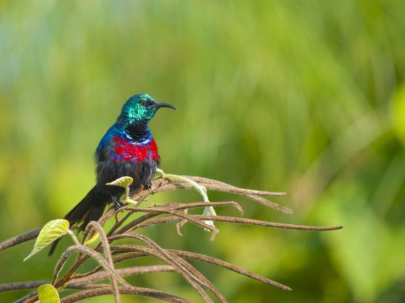 Cinnyris erythrocercus, Nectariniidae, Red-chested Sunbird, Дикая природа, Дикие животные, Красногрудая нектарница, Птицы, Уганда Цыганочка фото превью