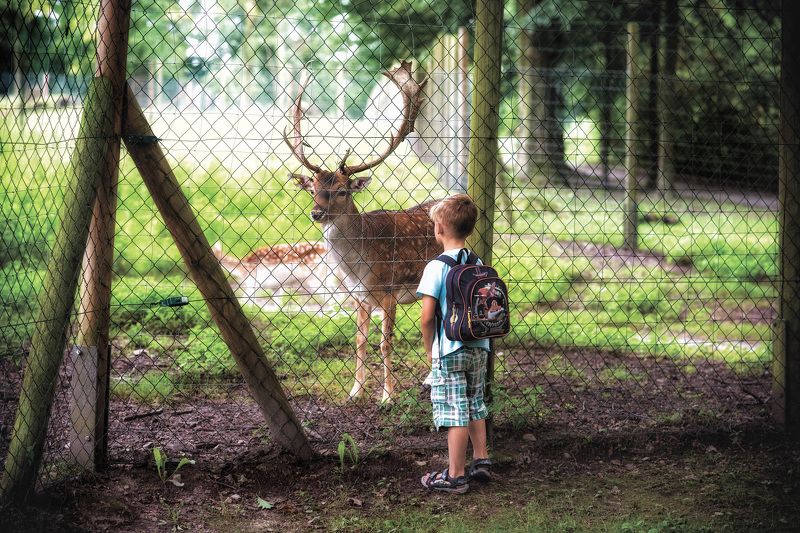 reserve,deer,cage,child ,looks,familiarity familiarity.. фото превью