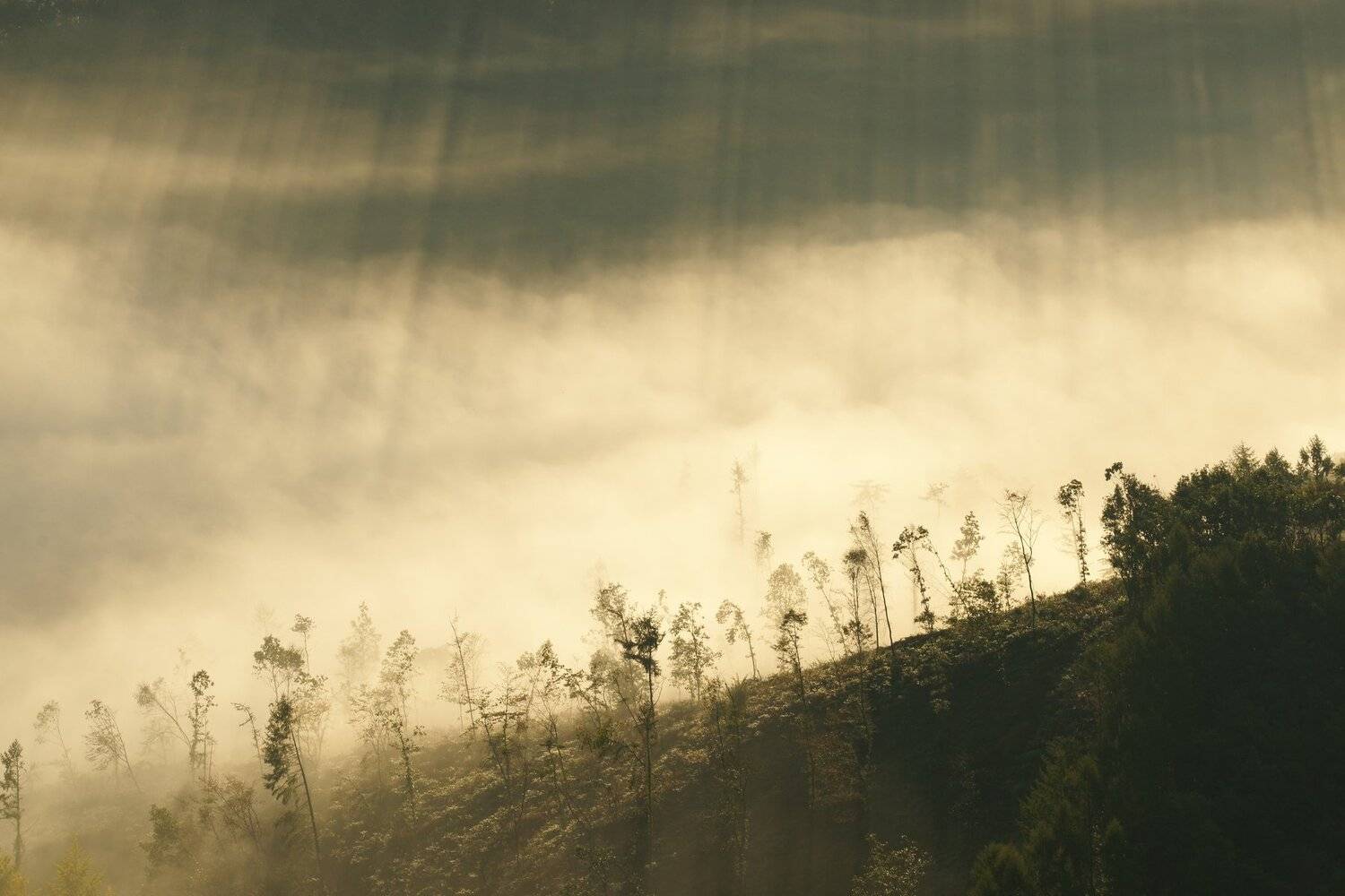 asia,korea,south korea,mountain,fog,light,trees,morning,nature,landscape, Shin
