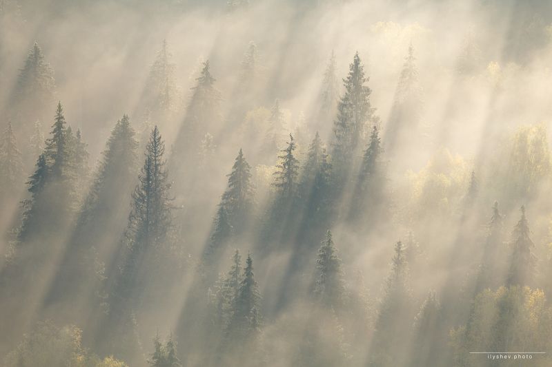 рассвет, туман, лучи солнца, лес, усьва, Усьвинские столбы, Пермский край сквозь фото превью