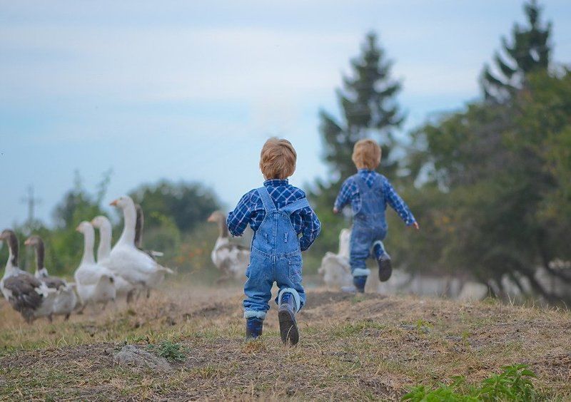 Близнецы, Гуси, Дети, Корова, Ферма, Фермеры Чип и Дейл спешат на помощь фото превью