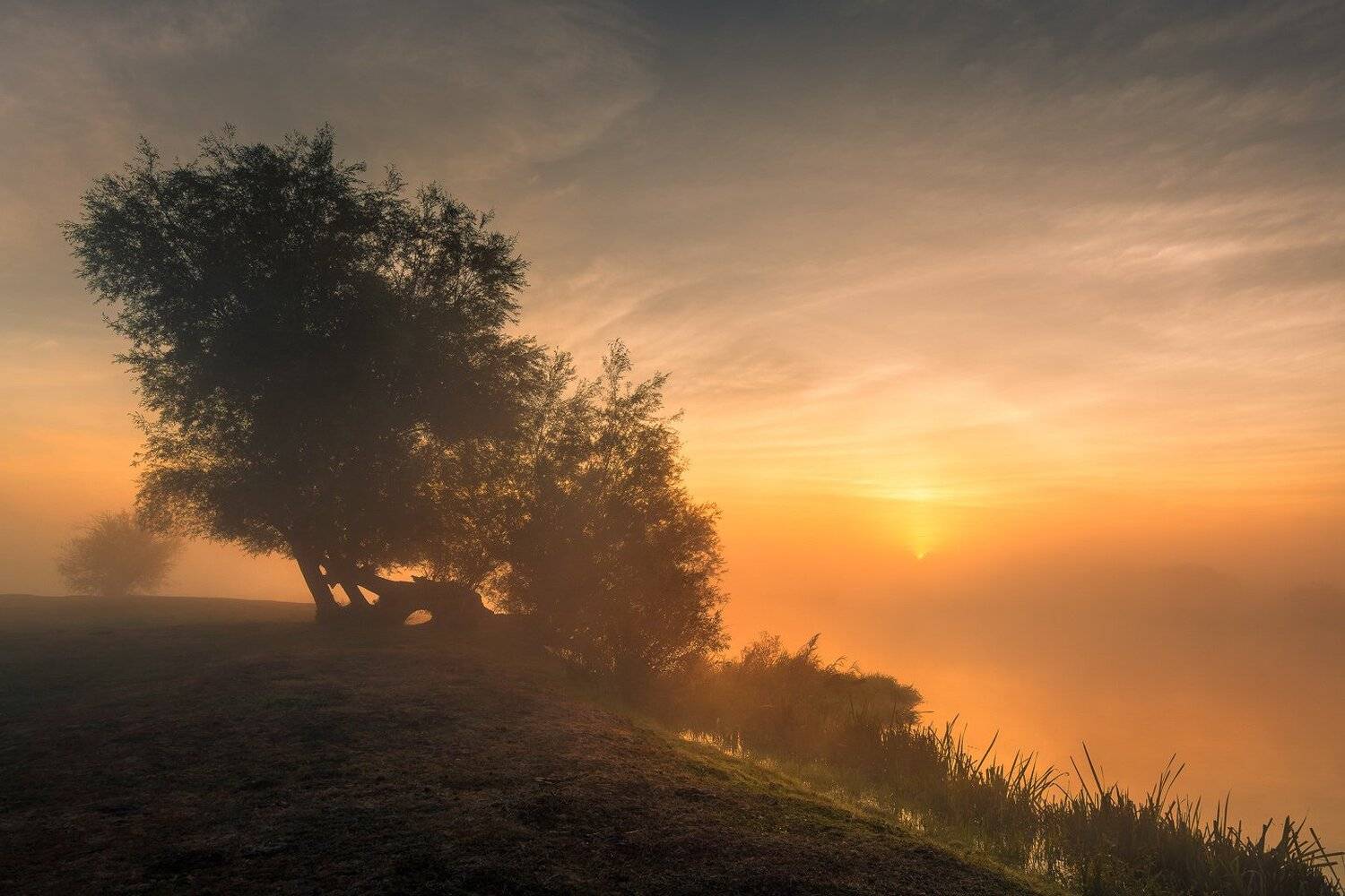 Dawn, Morning, Nature, River, Soothing, Sunrise, Tree, Bartłomiej Kończak