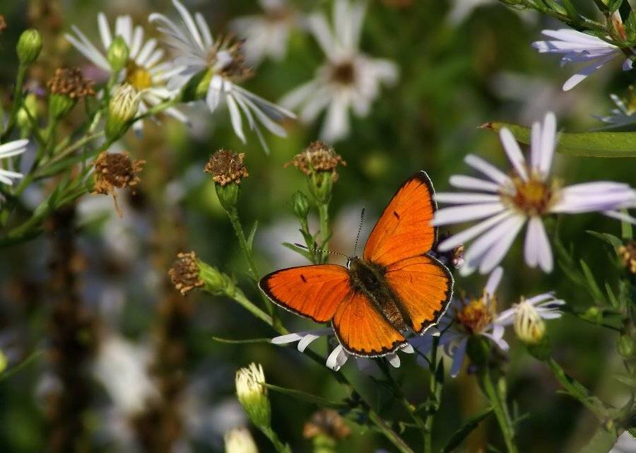 , Чепленко Алексей