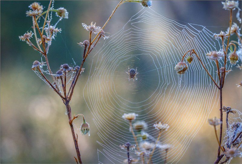 Утренний променад фото превью