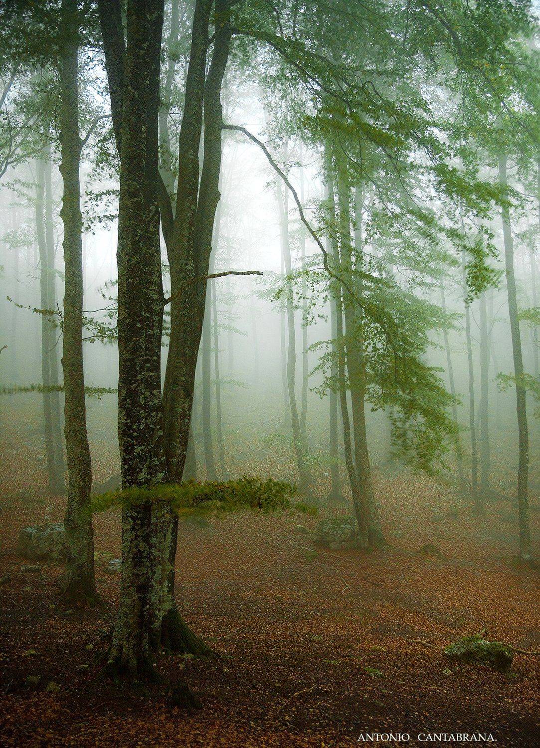 , Antonio Cantabrana