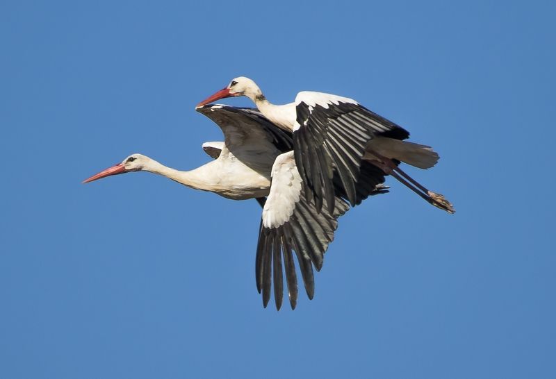 attack фото превью