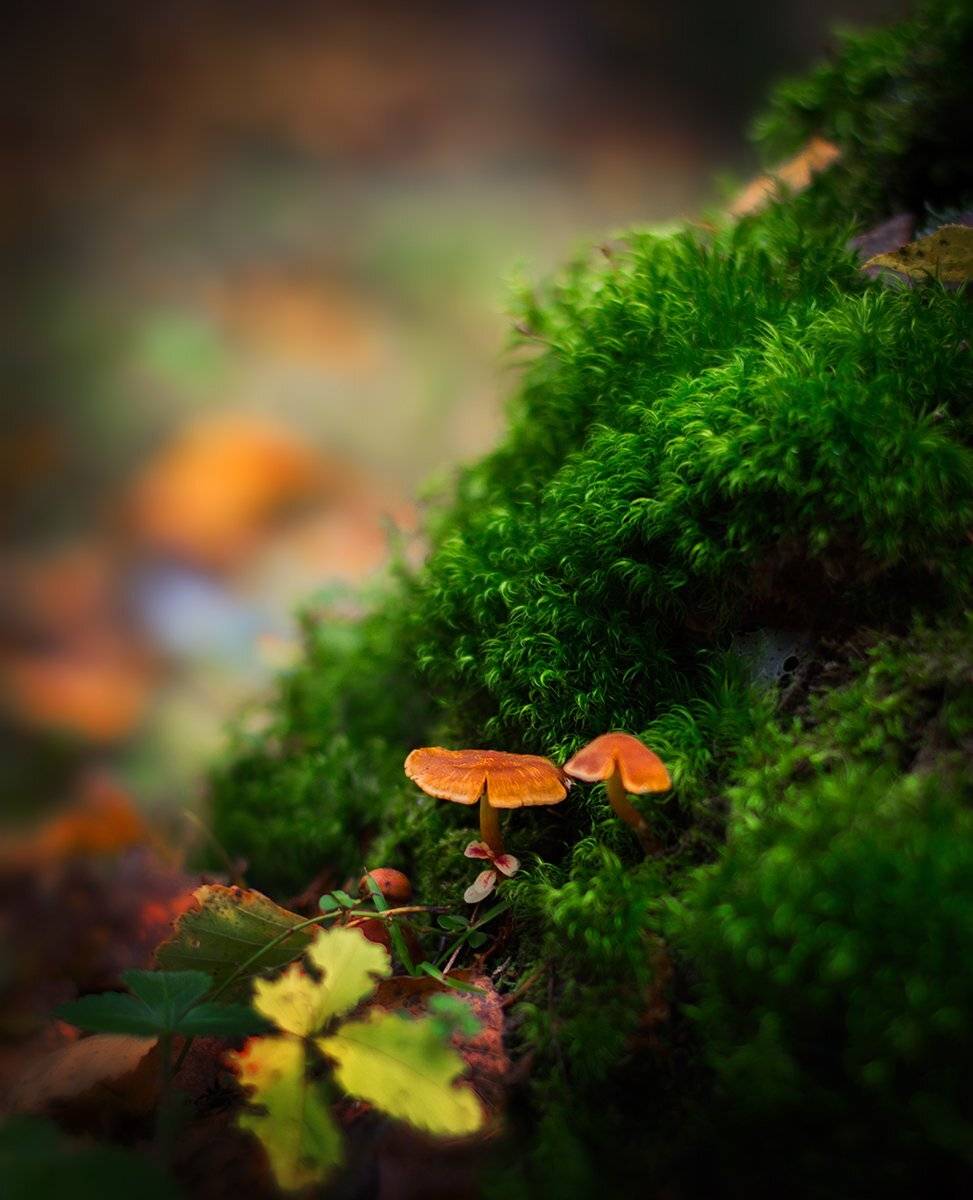 Анна чернякова, Грибы, Лес, Макро, Макромир, Макросъемка, Осень, Чернякова Анна