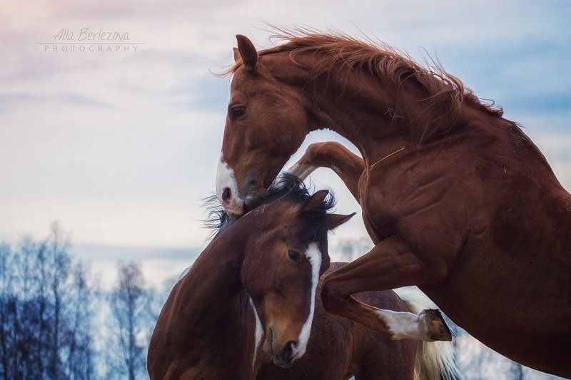 лошади, жеребцы, кони, лошадь, зима, игры, холод, мороз, лес, сила, движение, солнце, рыжий Мужская дружба фото превью
