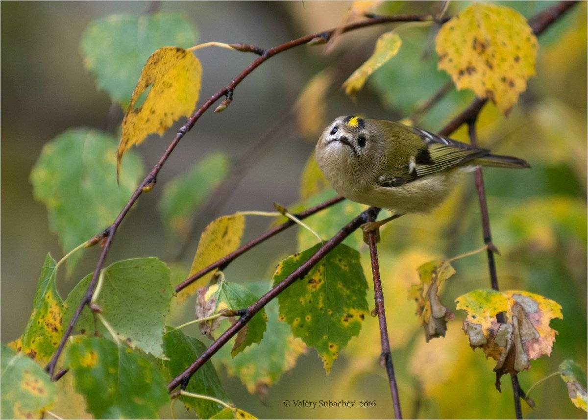 Королек, Сентябрь, Талдомский район, Валерий Субачев