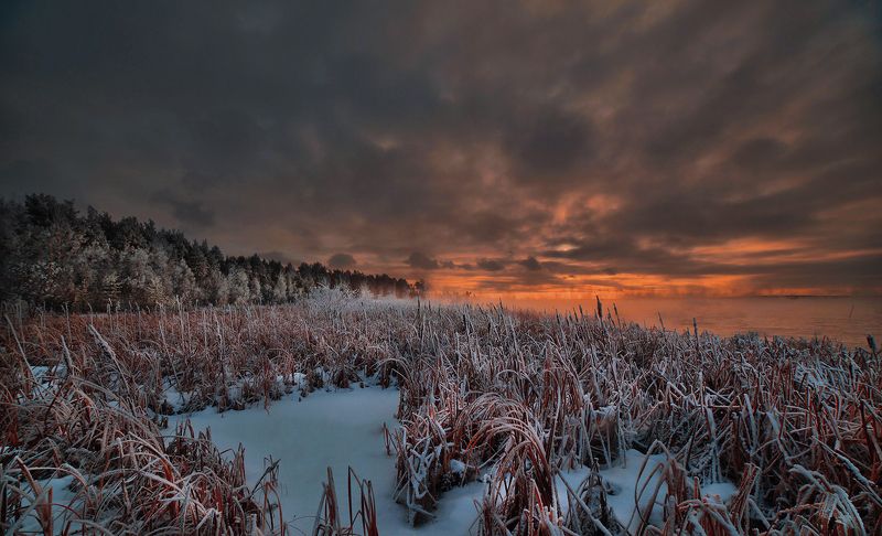 камыши фото превью