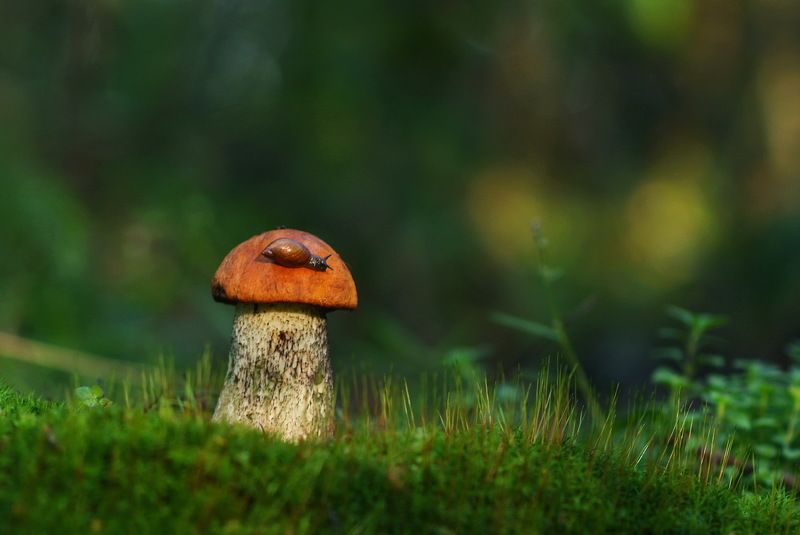 Тихая охота фото превью