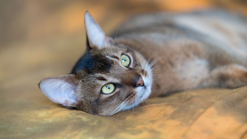 Лицо 35PHOTO фото превью