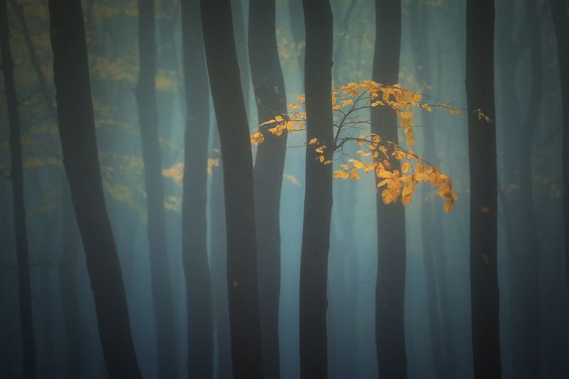 Запах осени фото превью