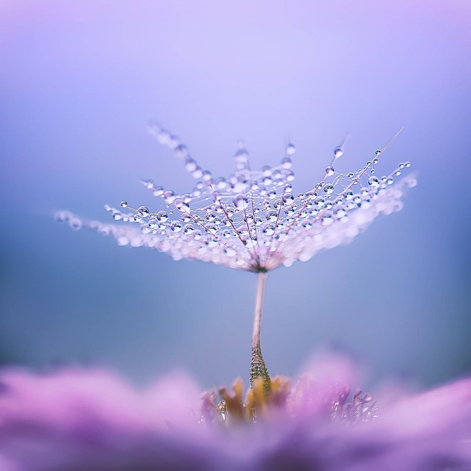 , Юлия Войнич