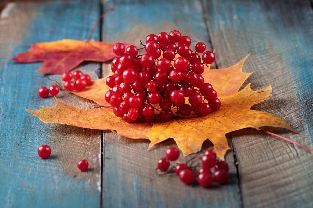 , Инна Богуславская