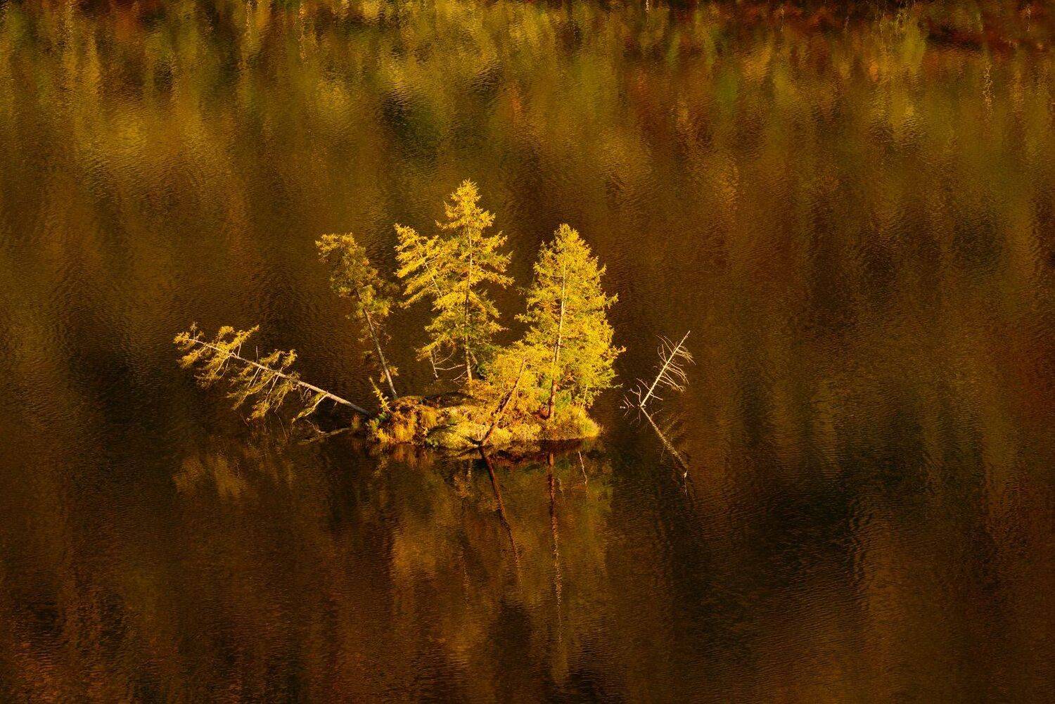 , Максим Евдокимов ( www.wildphotorus.ru )