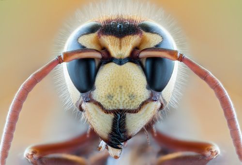 bee macro portrait
