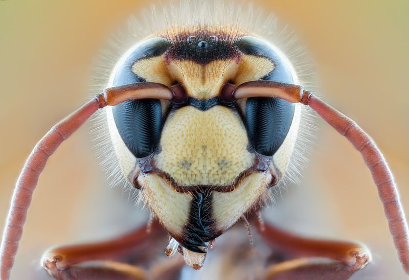 wild insect bee macro  bee macro portrait фото превью