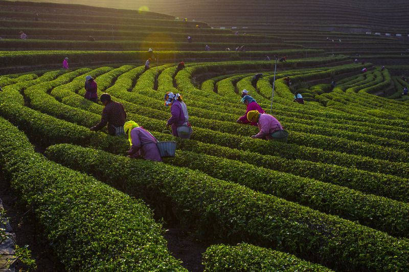 sheji фото превью