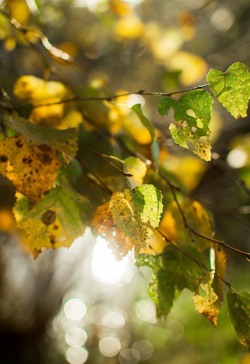 Анна чернякова, Береза, Осень, Природа, Солнце, Чернякова Анна