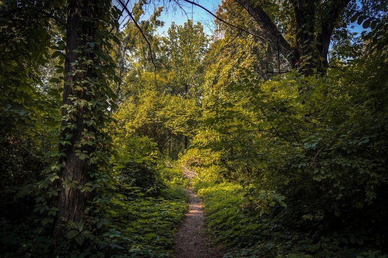 Казахстан, Алматы, ботанический, сад, тропинка Ботанический сад фото превью