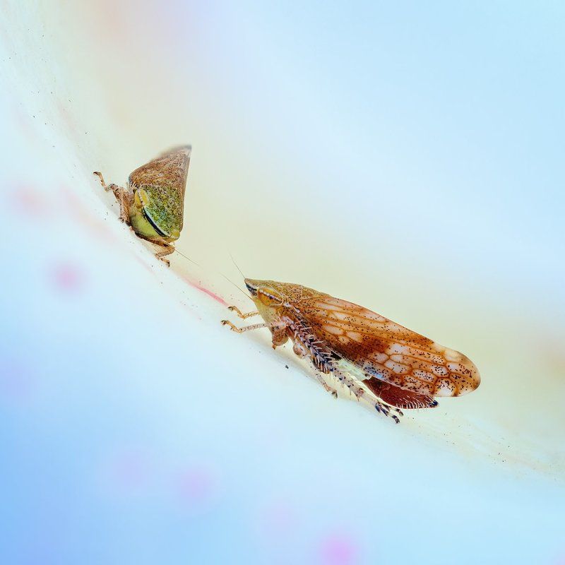 Две подружки фото превью