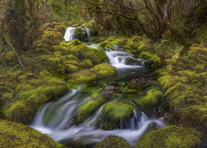 Green  feeling... фото превью