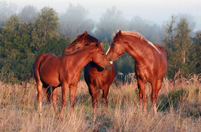 лошади ***** фото превью